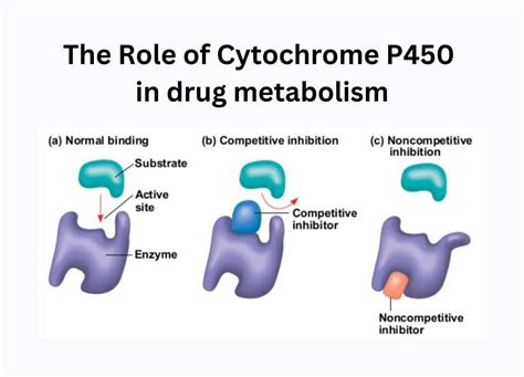 Basic Review of the Cytochrome P450 System .